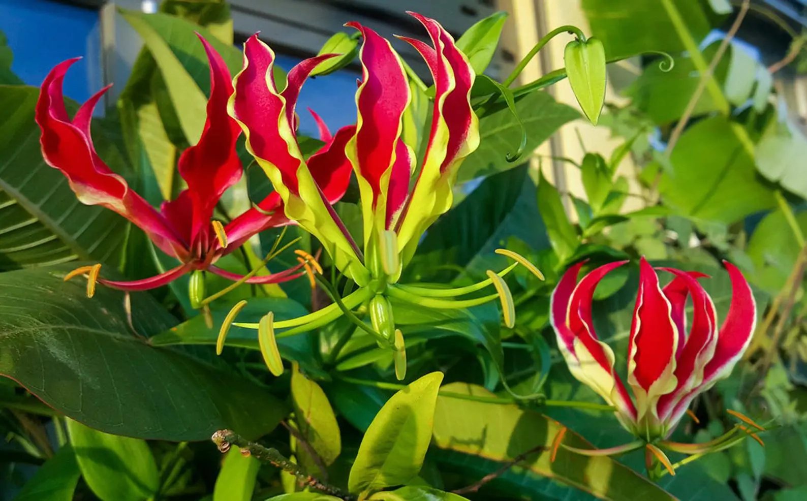 Gloriosa superba / Gloriosa lutea / Gloriosa rothschildiana - Flame lily, climbing lily, creeping lily, glory lily, gloriosa lily, tiger claw - Image 4