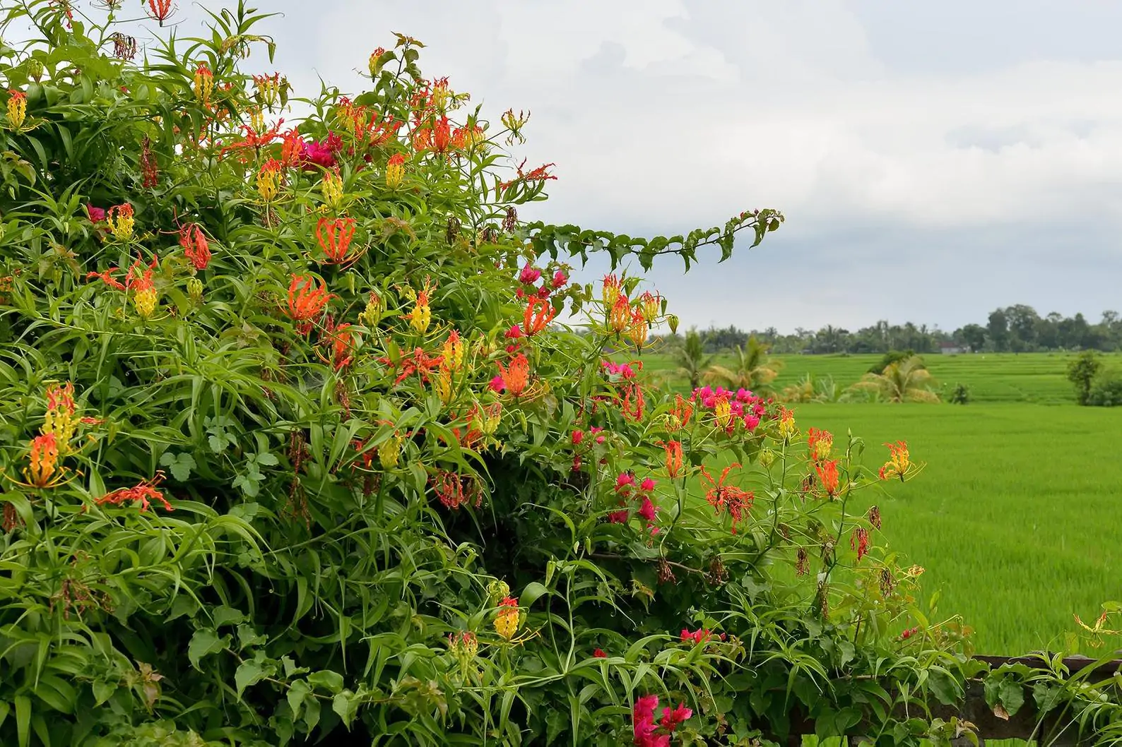 Gloriosa superba / Gloriosa lutea / Gloriosa rothschildiana - Flame lily, climbing lily, creeping lily, glory lily, gloriosa lily, tiger claw - Image 5