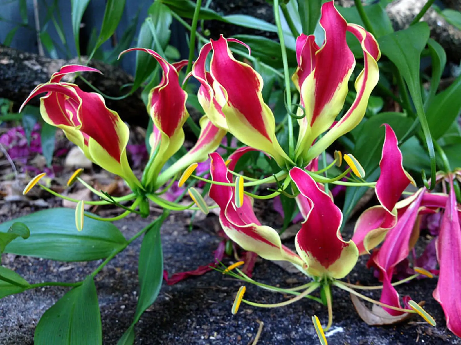 Gloriosa superba / Gloriosa lutea / Gloriosa rothschildiana - Flame lily, climbing lily, creeping lily, glory lily, gloriosa lily, tiger claw - Image 8