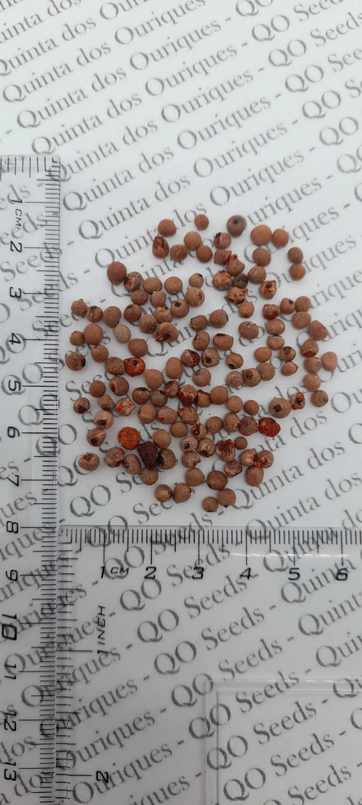 Gloriosa superba / Gloriosa lutea / Gloriosa rothschildiana - Flame lily, climbing lily, creeping lily, glory lily, gloriosa lily, tiger claw - Image 9