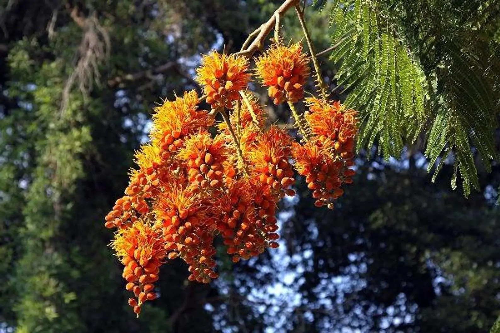 Colvillea racemosa - glorious tree, flower of paradise - Image 2