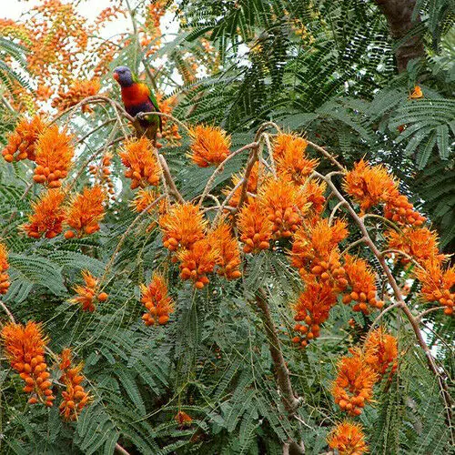 Colvillea racemosa - glorious tree, flower of paradise - Image 3