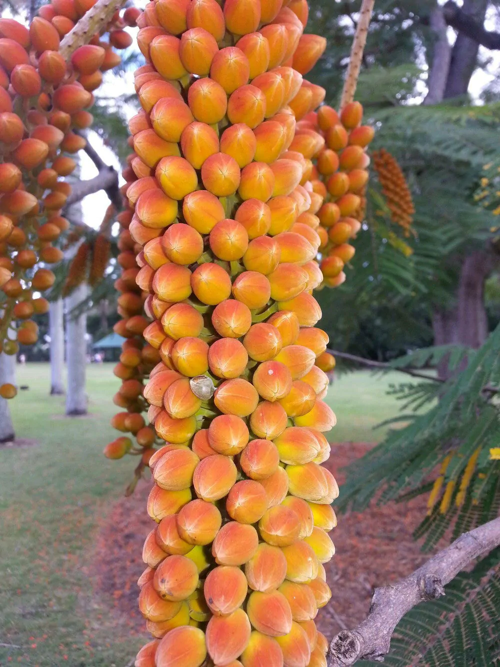 Colvillea racemosa - glorious tree, flower of paradise - Image 5