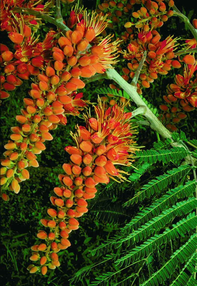 Colvillea racemosa - glorious tree, flower of paradise - Image 6