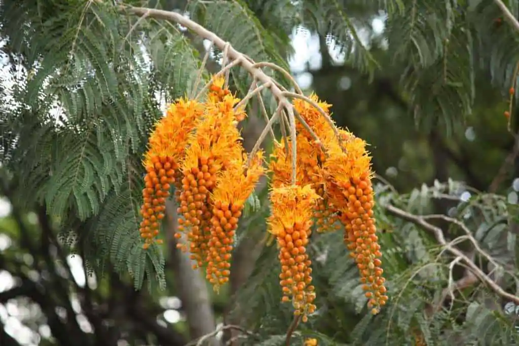 Colvillea racemosa - glorious tree, flower of paradise - Image 7