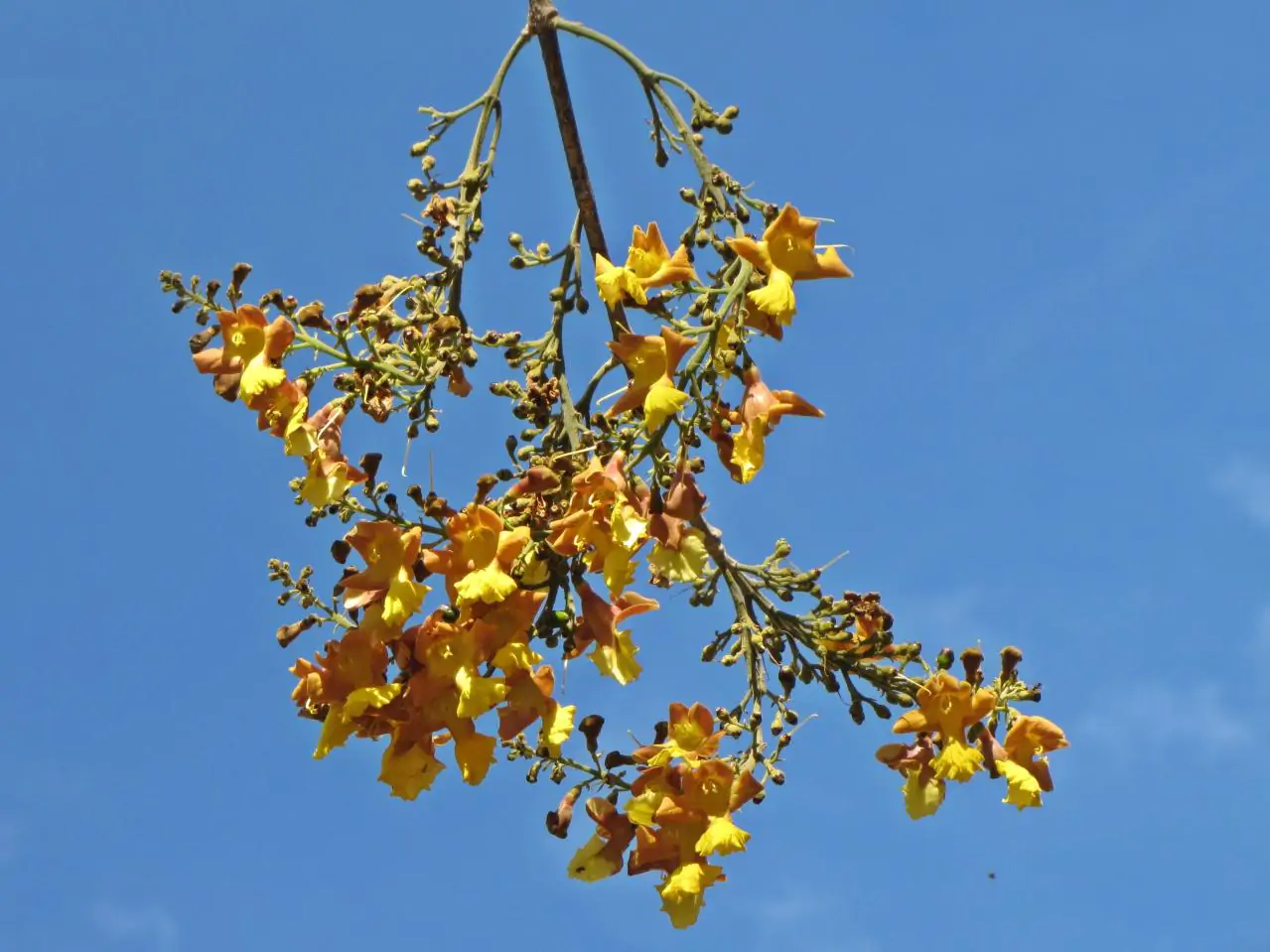 Gmelina arborea - Gamhar - Image 2