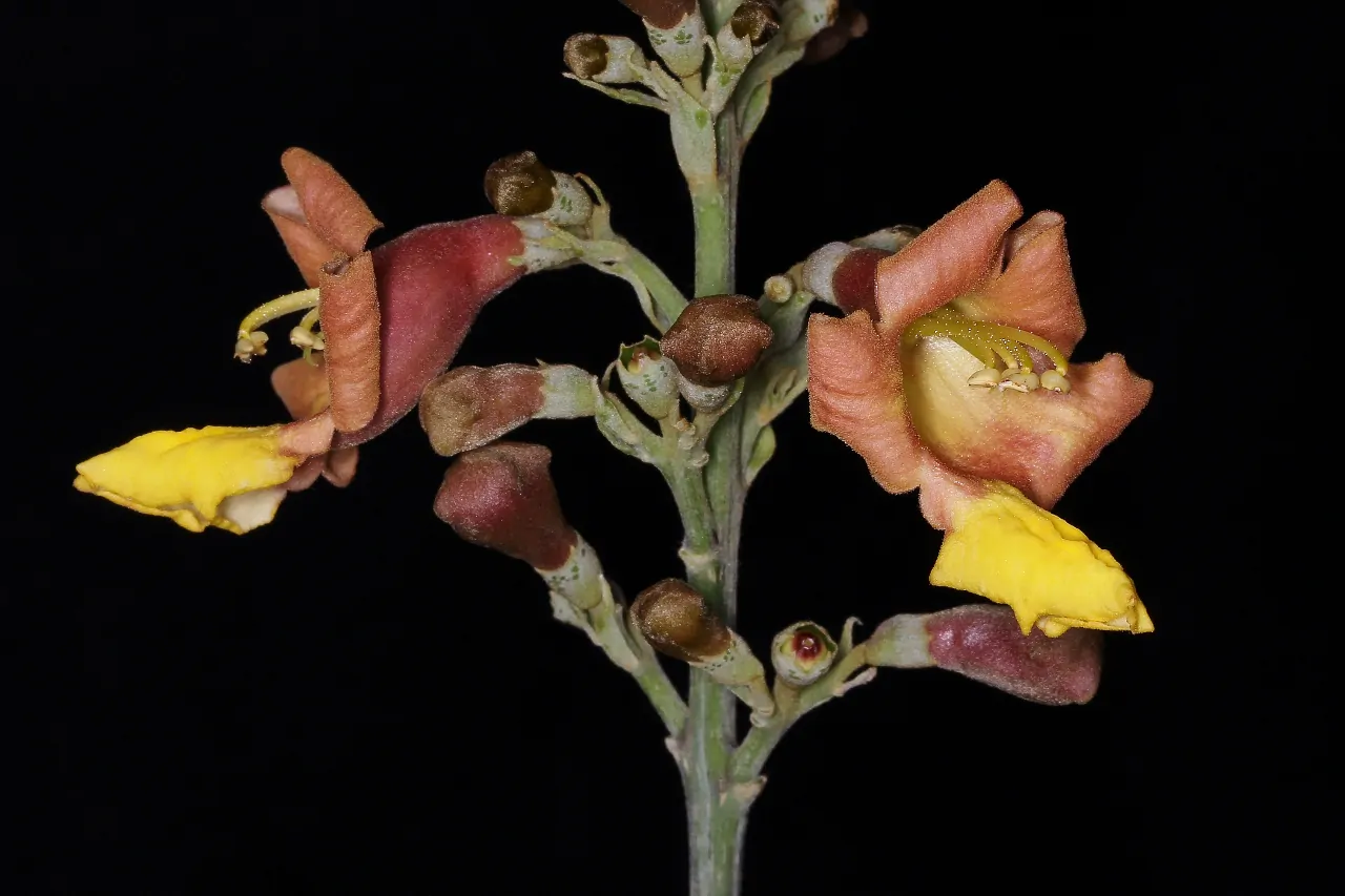 Gmelina arborea - Gamhar - Image 6