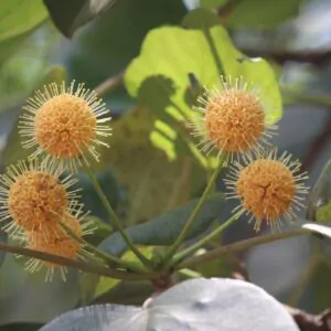 Haldina cordifolia - Kadamba, Haldina, Haldu Tree