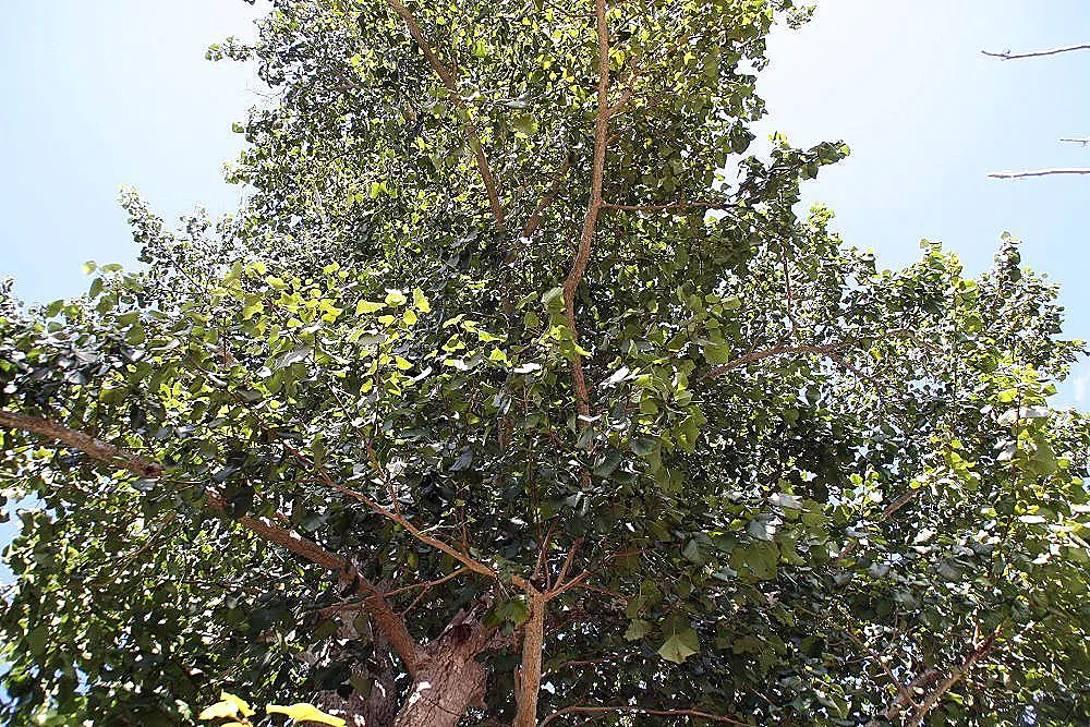 Haldina cordifolia - Kadamba, Haldina, Haldu Tree - Image 2