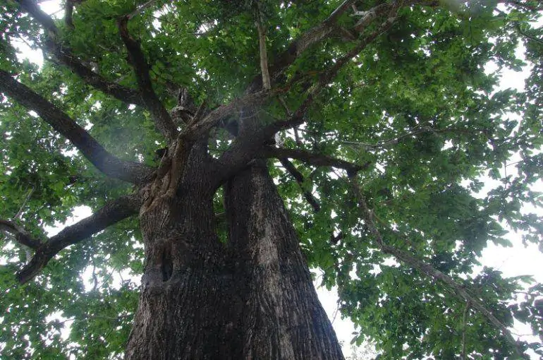 Haldina cordifolia - Kadamba, Haldina, Haldu Tree - Image 4