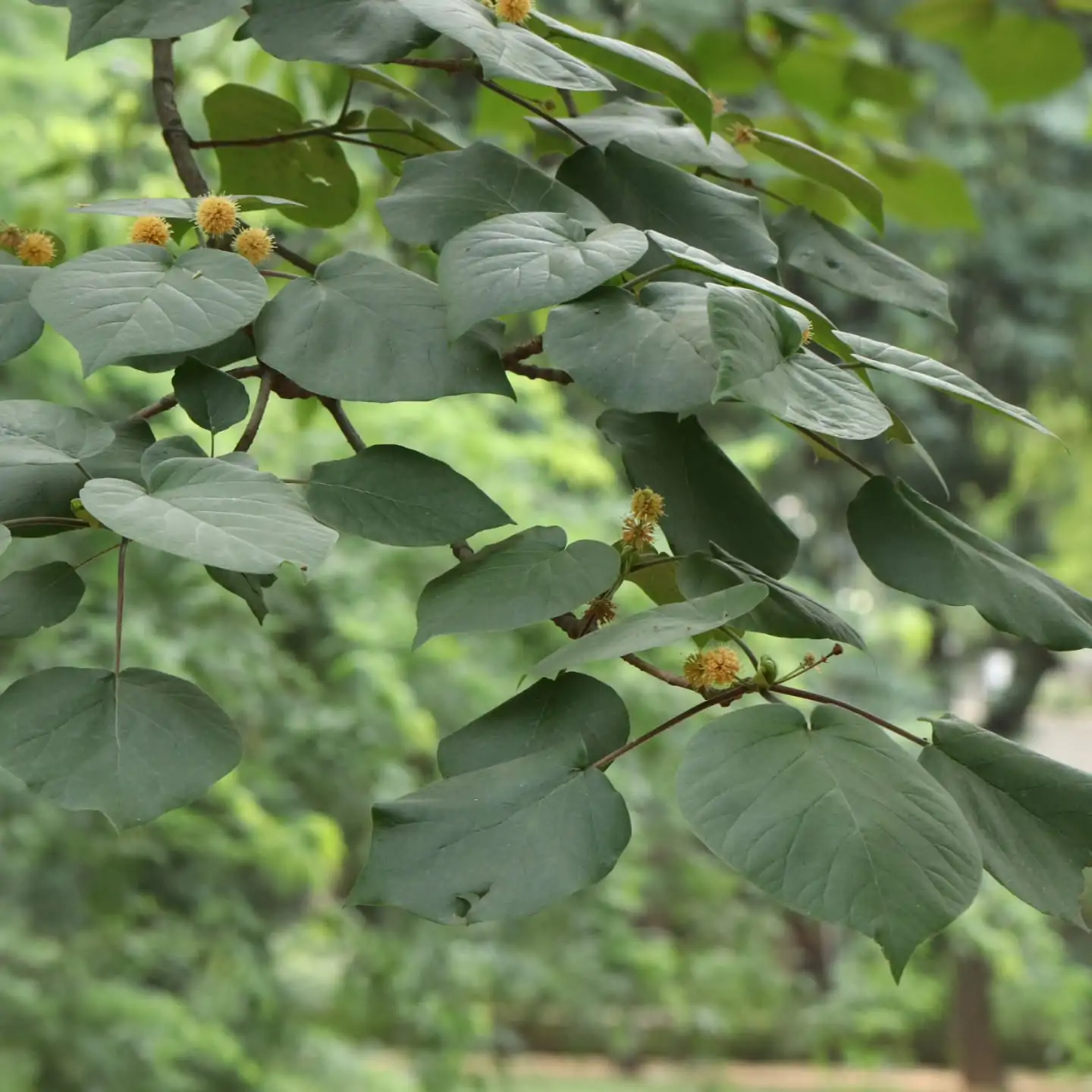 Haldina cordifolia - Kadamba, Haldina, Haldu Tree - Image 5