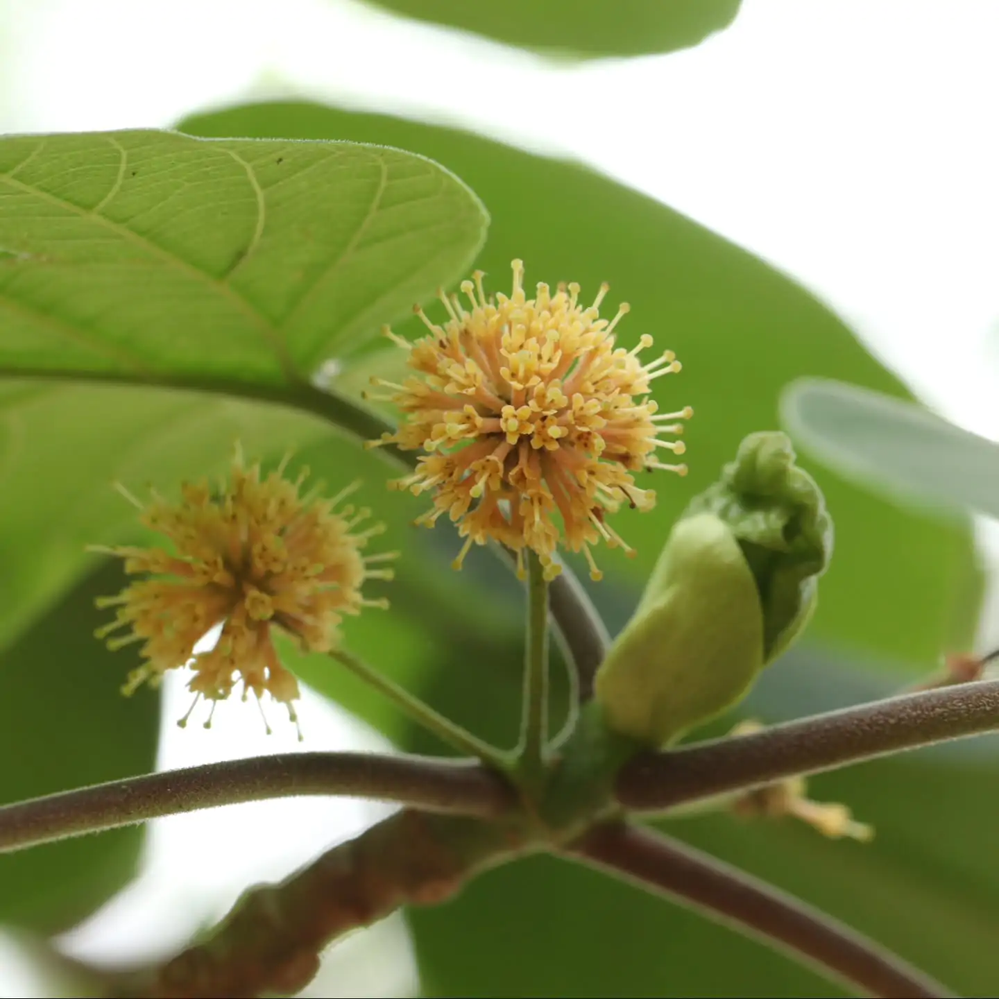 Haldina cordifolia - Kadamba, Haldina, Haldu Tree - Image 7
