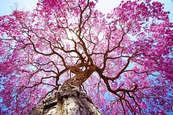 Handroanthus impetiginosus - Pink Trumpet Tree, ipê-roxo - Image 2