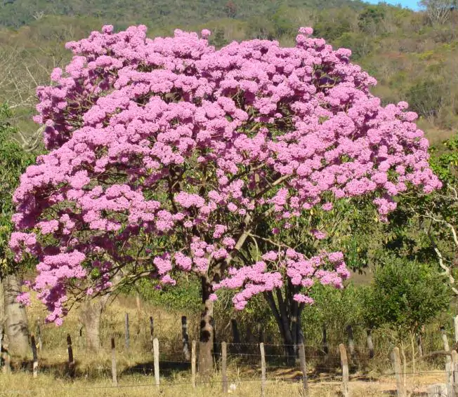 Handroanthus impetiginosus - Pink Trumpet Tree, ipê-roxo - Image 3