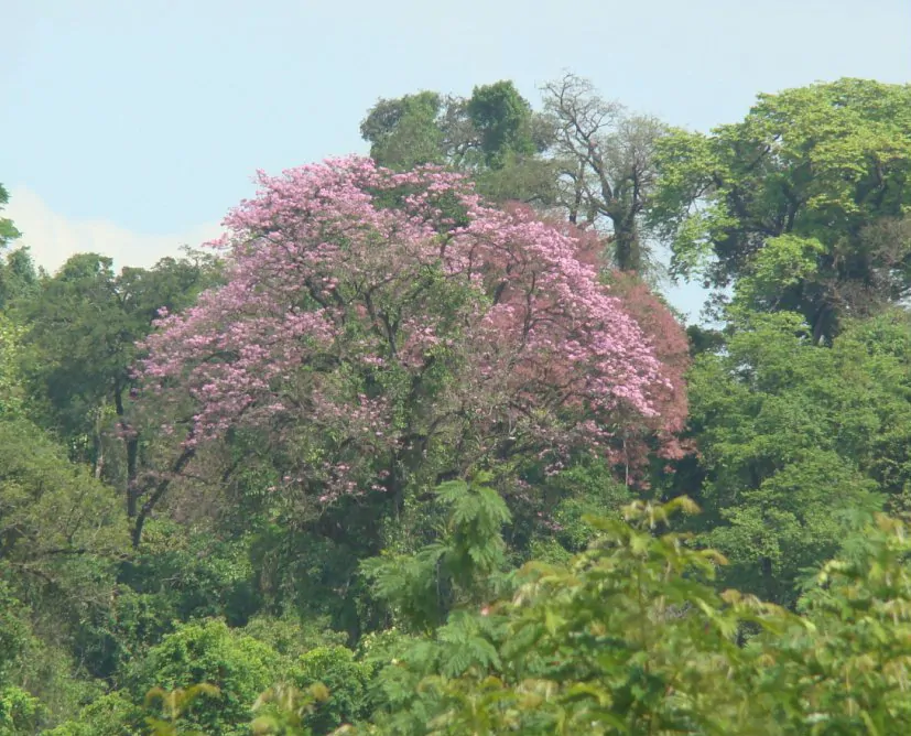 Handroanthus impetiginosus - Pink Trumpet Tree, ipê-roxo - Image 4
