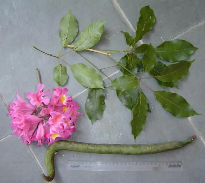 Handroanthus impetiginosus - Pink Trumpet Tree, ipê-roxo - Image 5