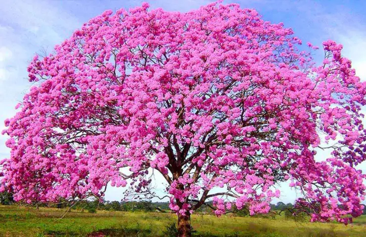 Handroanthus impetiginosus - Pink Trumpet Tree, ipê-roxo - Image 7