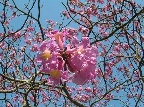 Handroanthus impetiginosus - Pink Trumpet Tree, ipê-roxo - Image 8
