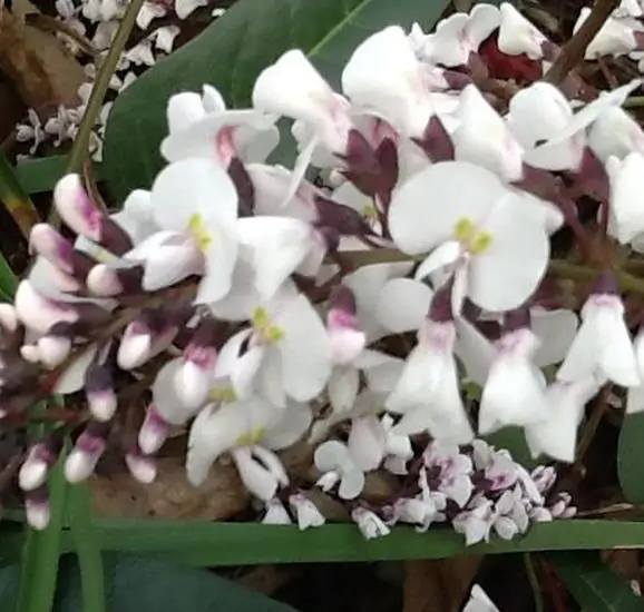 Hardenbergia violacea 'Alba' - White Coral Pea, False Sarsaparilla Tree, Salsaparilha, Alba Vine, Lilás Vine