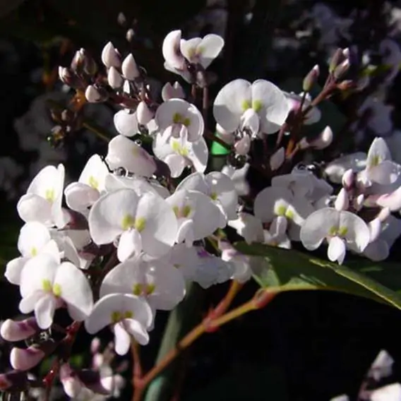 Hardenbergia violacea 'Alba' - White Coral Pea, False Sarsaparilla Tree, Salsaparilha, Alba Vine, Lilás Vine - Image 2
