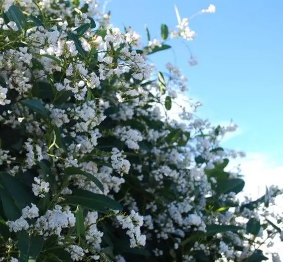 Hardenbergia violacea 'Alba' - White Coral Pea, False Sarsaparilla Tree, Salsaparilha, Alba Vine, Lilás Vine - Image 3