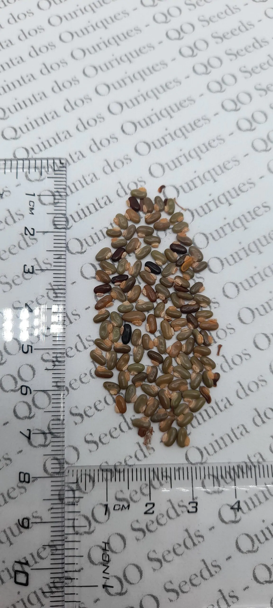 Hardenbergia violacea 'Alba' - White Coral Pea, False Sarsaparilla Tree, Salsaparilha, Alba Vine, Lilás Vine - Image 5