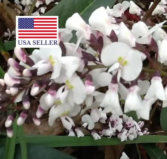 Hardenbergia violacea 'Alba' - White Coral Pea, False Sarsaparilla Tree, Salsaparilha, Alba Vine, Lilás Vine - Image 6