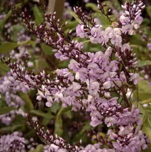 Hardenbergia violacea 'Climbing Form' - Climbing Coral Pea, False Sarsaparilla, Vine Lilás (Rosea), Pink Happy Wanderer - Image 2