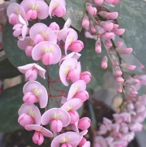 Hardenbergia violacea 'Climbing Form' - Climbing Coral Pea, False Sarsaparilla, Vine Lilás (Rosea), Pink Happy Wanderer - Image 3