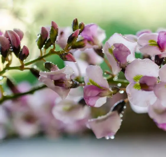 Hardenbergia violacea 'Climbing Form' - Climbing Coral Pea, False Sarsaparilla, Vine Lilás (Rosea), Pink Happy Wanderer - Image 4