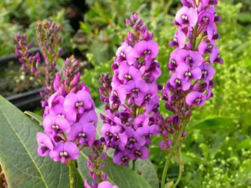 Hardenbergia violacea 'Climbing Form' - Climbing Coral Pea, False Sarsaparilla, Vine Lilás (Rosea), Pink Happy Wanderer - Image 7