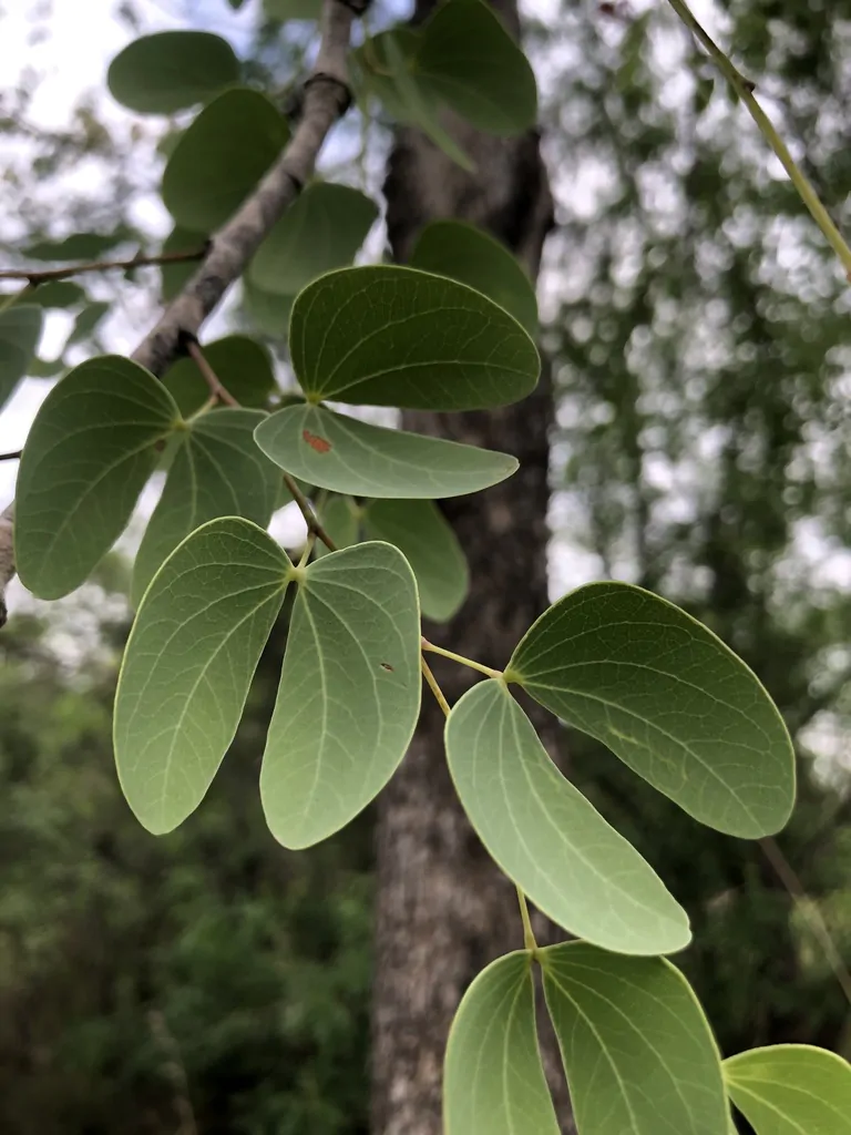 Hardwickia binata - Anjan Tree, Indian Blackwood - Image 2