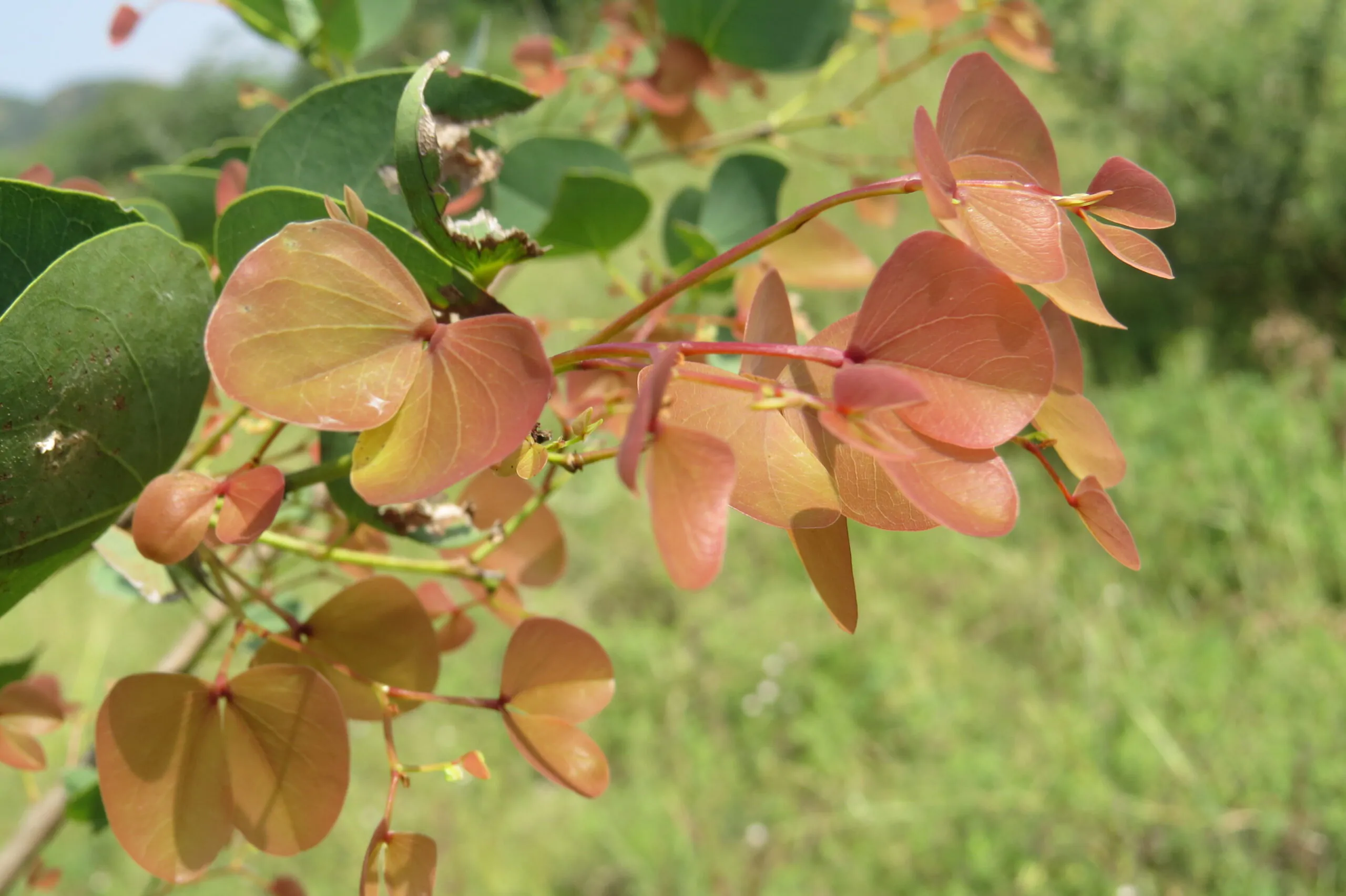 Hardwickia binata - Anjan Tree, Indian Blackwood