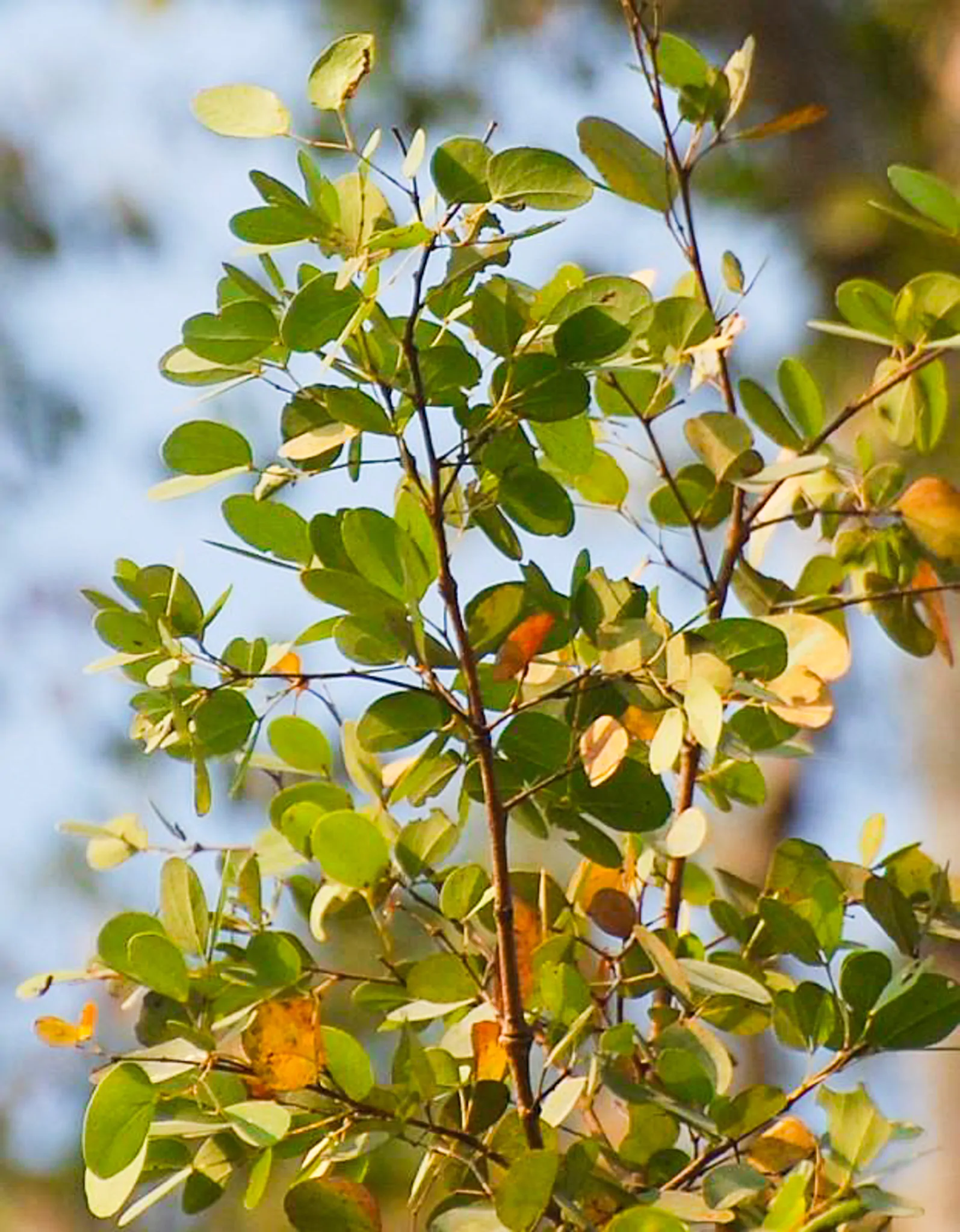 Hardwickia binata - Anjan Tree, Indian Blackwood - Image 3
