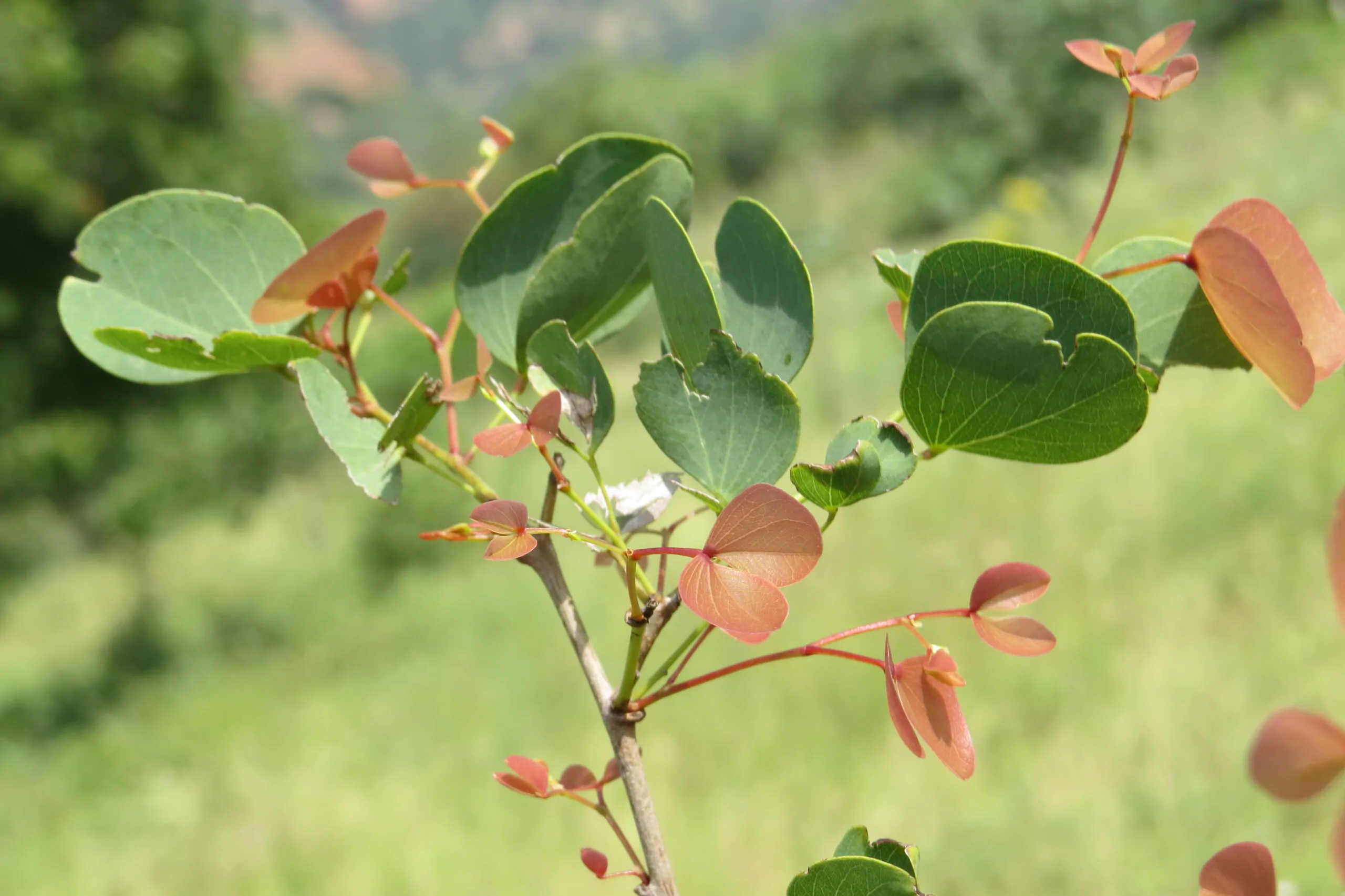 Hardwickia binata - Anjan Tree, Indian Blackwood - Image 4