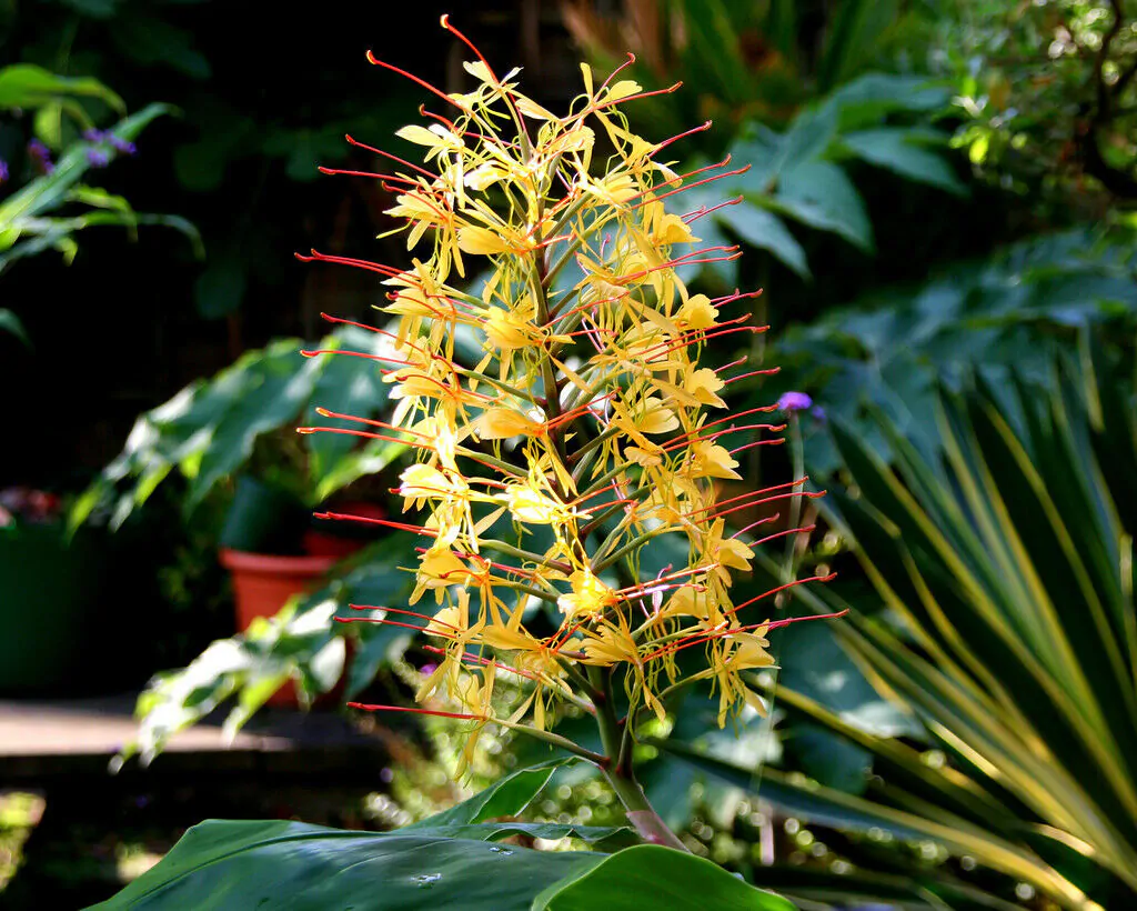 Hedychium gardnerianum - Kahili Ginger - Image 2