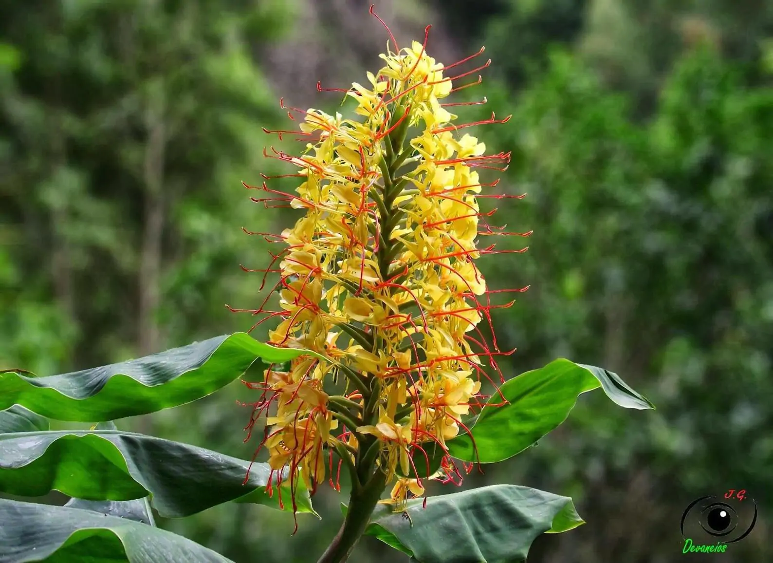 Hedychium gardnerianum - Kahili Ginger - Image 3