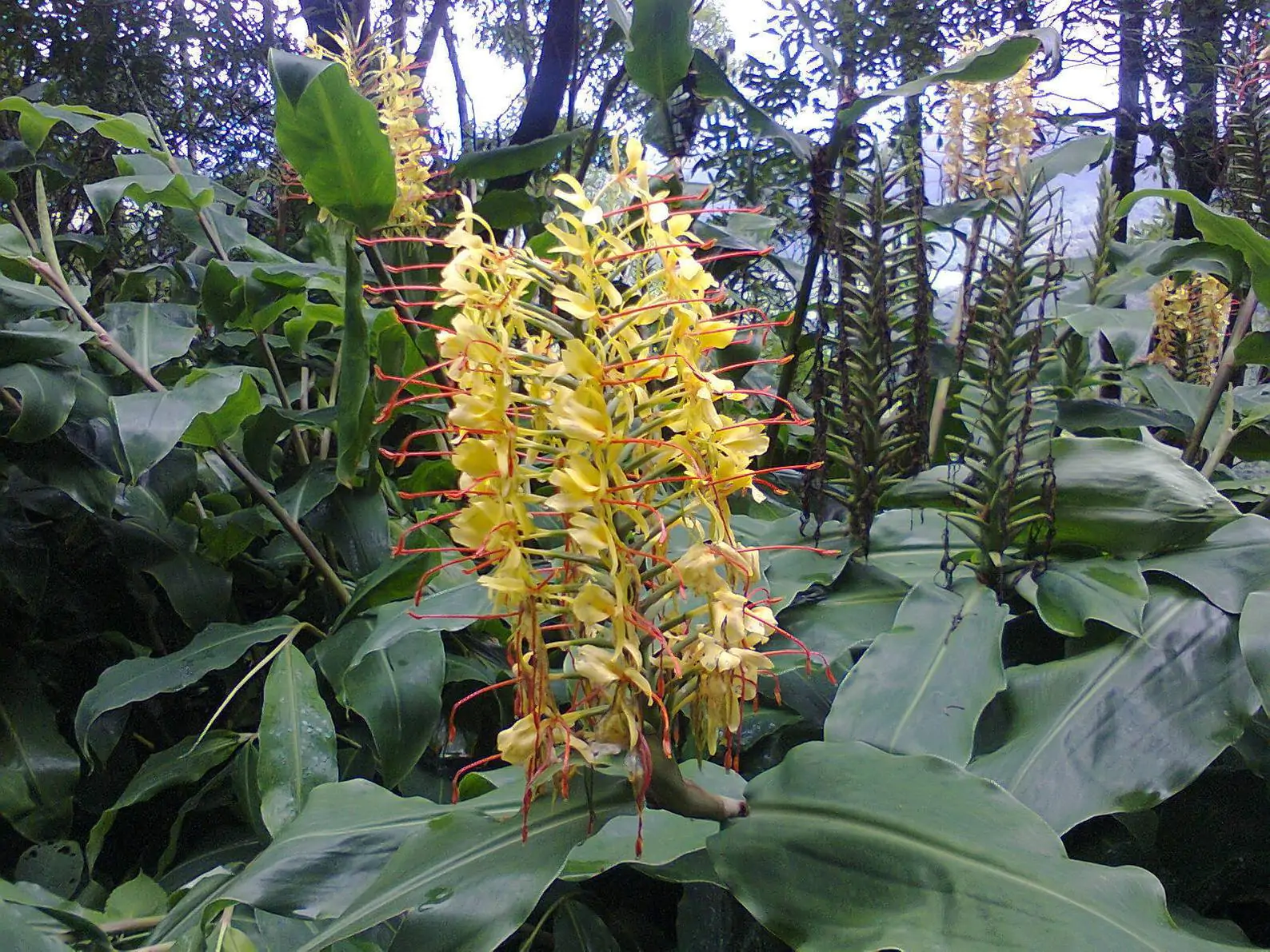 Hedychium gardnerianum - Kahili Ginger - Image 4