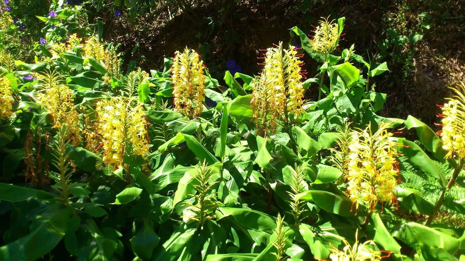 Hedychium gardnerianum - Kahili Ginger - Image 5