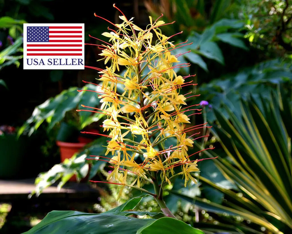 Hedychium gardnerianum - Kahili Ginger - Image 6