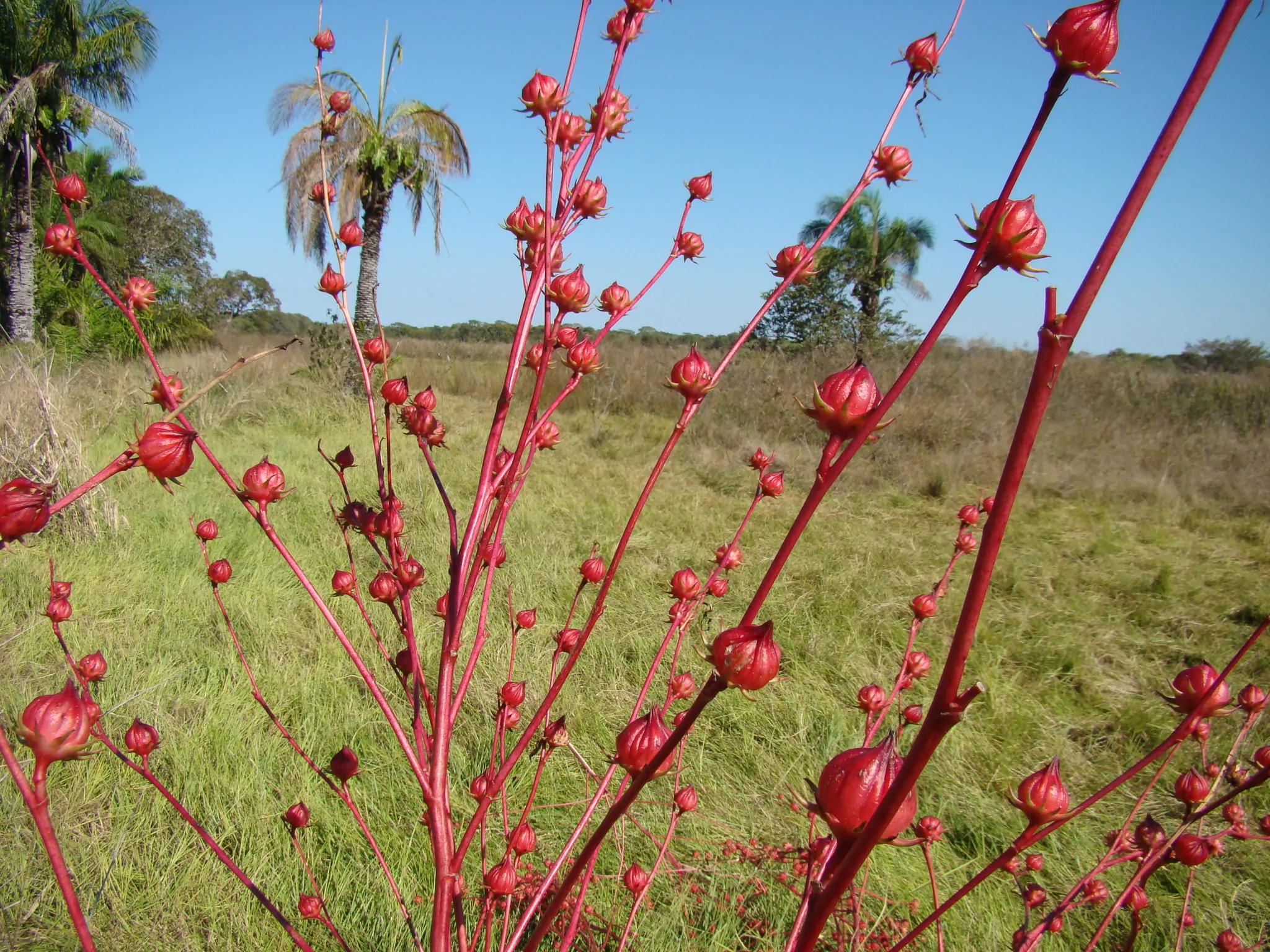 Hibiscus sabdariffa / Sabdariffa rubra / Abelmoschus cruentus - Roselle, Jamaican Sorrel, Florida Cranberry, Indian Roselle, Red Sorrel - Image 4