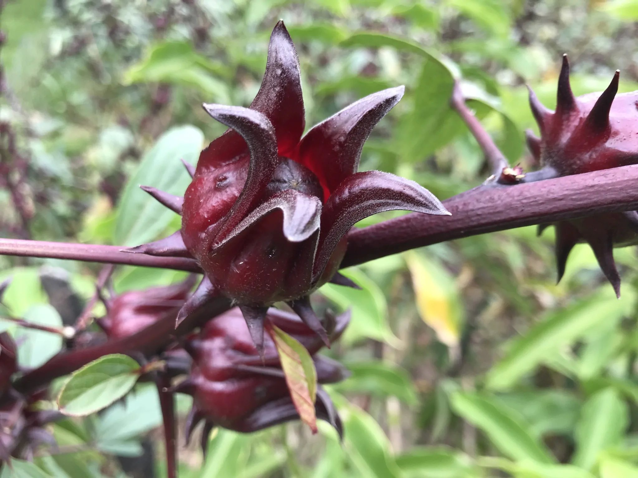 Hibiscus sabdariffa / Sabdariffa rubra / Abelmoschus cruentus - Roselle, Jamaican Sorrel, Florida Cranberry, Indian Roselle, Red Sorrel - Image 5