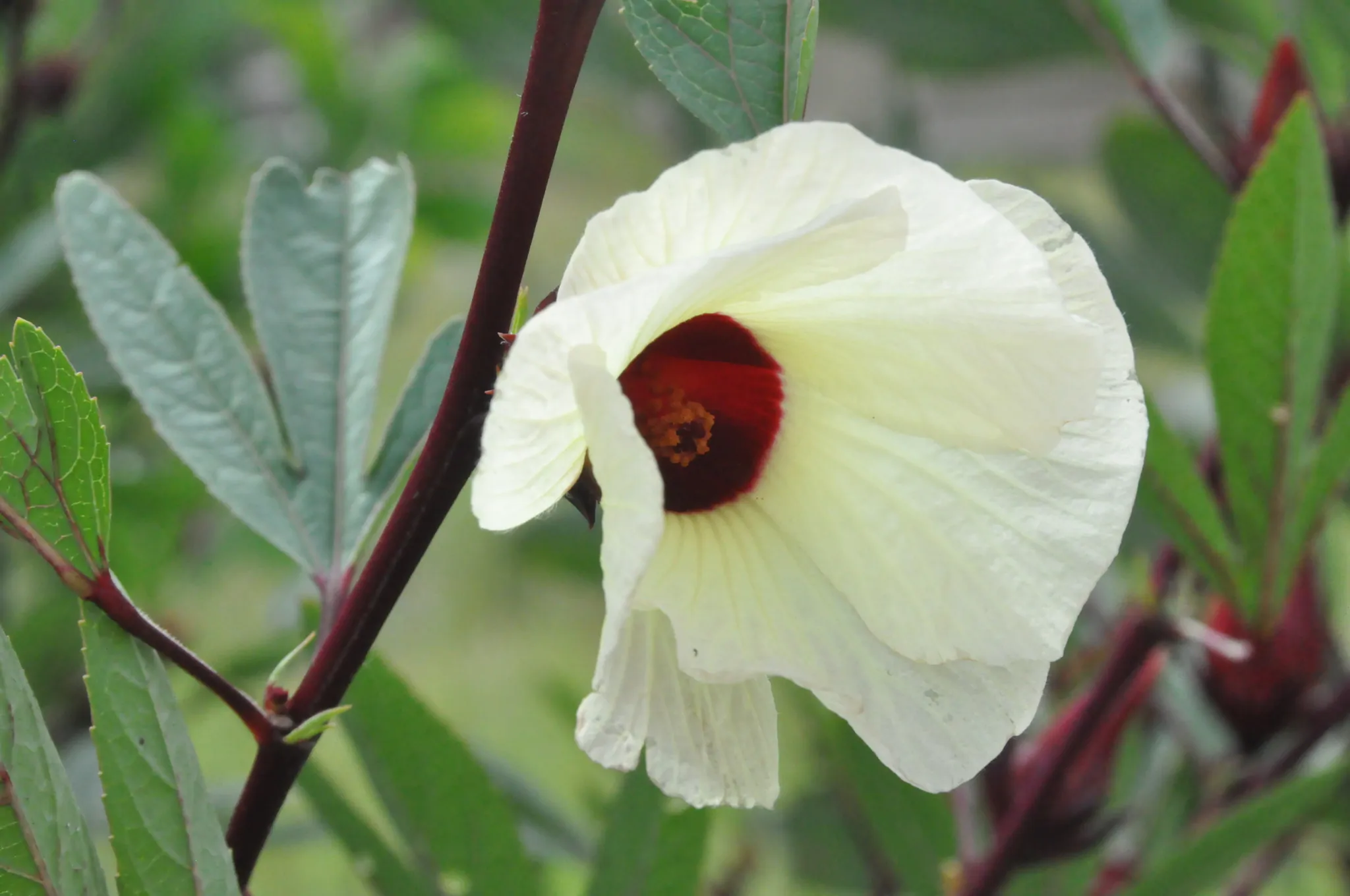 Hibiscus sabdariffa / Sabdariffa rubra / Abelmoschus cruentus - Roselle, Jamaican Sorrel, Florida Cranberry, Indian Roselle, Red Sorrel - Image 7