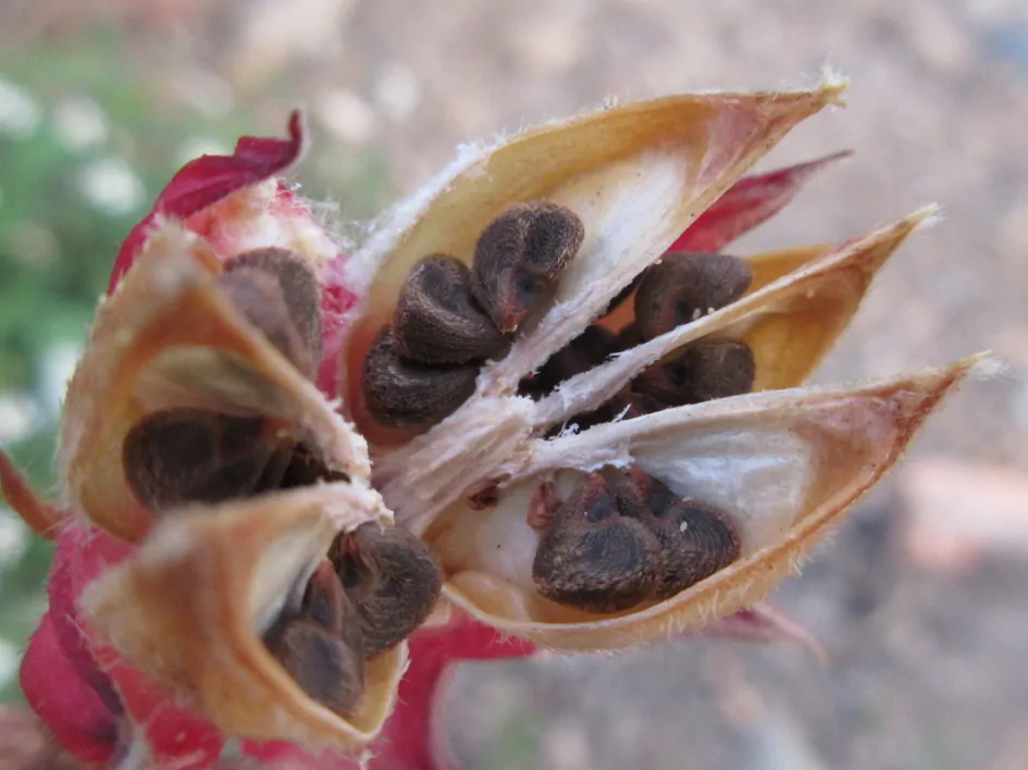 Hibiscus sabdariffa / Sabdariffa rubra / Abelmoschus cruentus - Roselle, Jamaican Sorrel, Florida Cranberry, Indian Roselle, Red Sorrel - Image 8