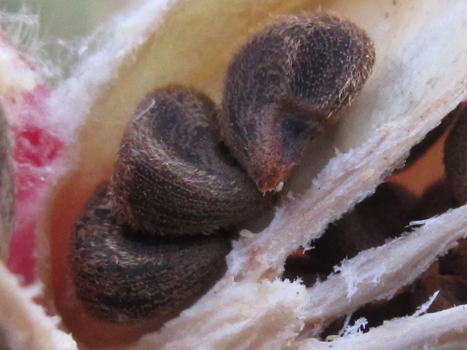 Hibiscus sabdariffa / Sabdariffa rubra / Abelmoschus cruentus - Roselle, Jamaican Sorrel, Florida Cranberry, Indian Roselle, Red Sorrel - Image 9