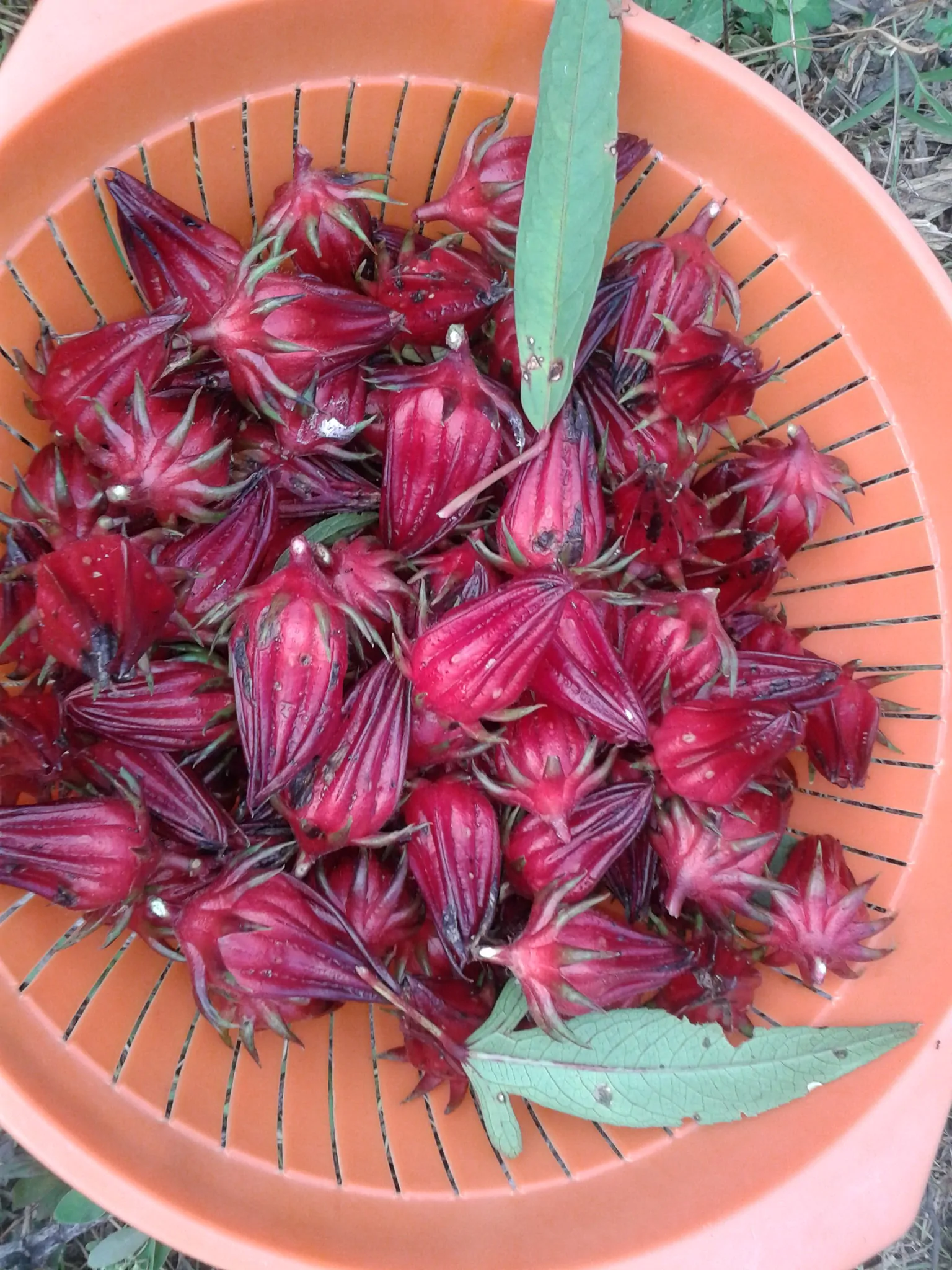 Hibiscus sabdariffa / Sabdariffa rubra / Abelmoschus cruentus - Roselle, Jamaican Sorrel, Florida Cranberry, Indian Roselle, Red Sorrel - Image 10