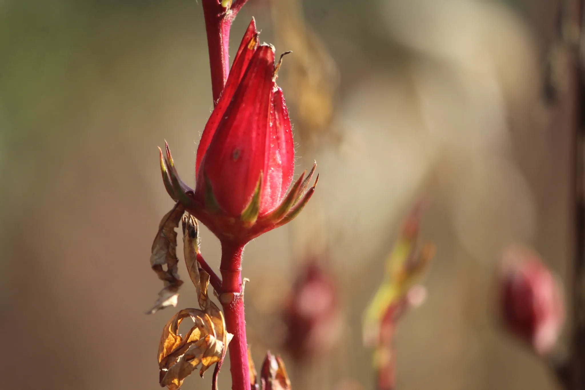 Hibiscus sabdariffa / Sabdariffa rubra / Abelmoschus cruentus - Roselle, Jamaican Sorrel, Florida Cranberry, Indian Roselle, Red Sorrel - Image 13