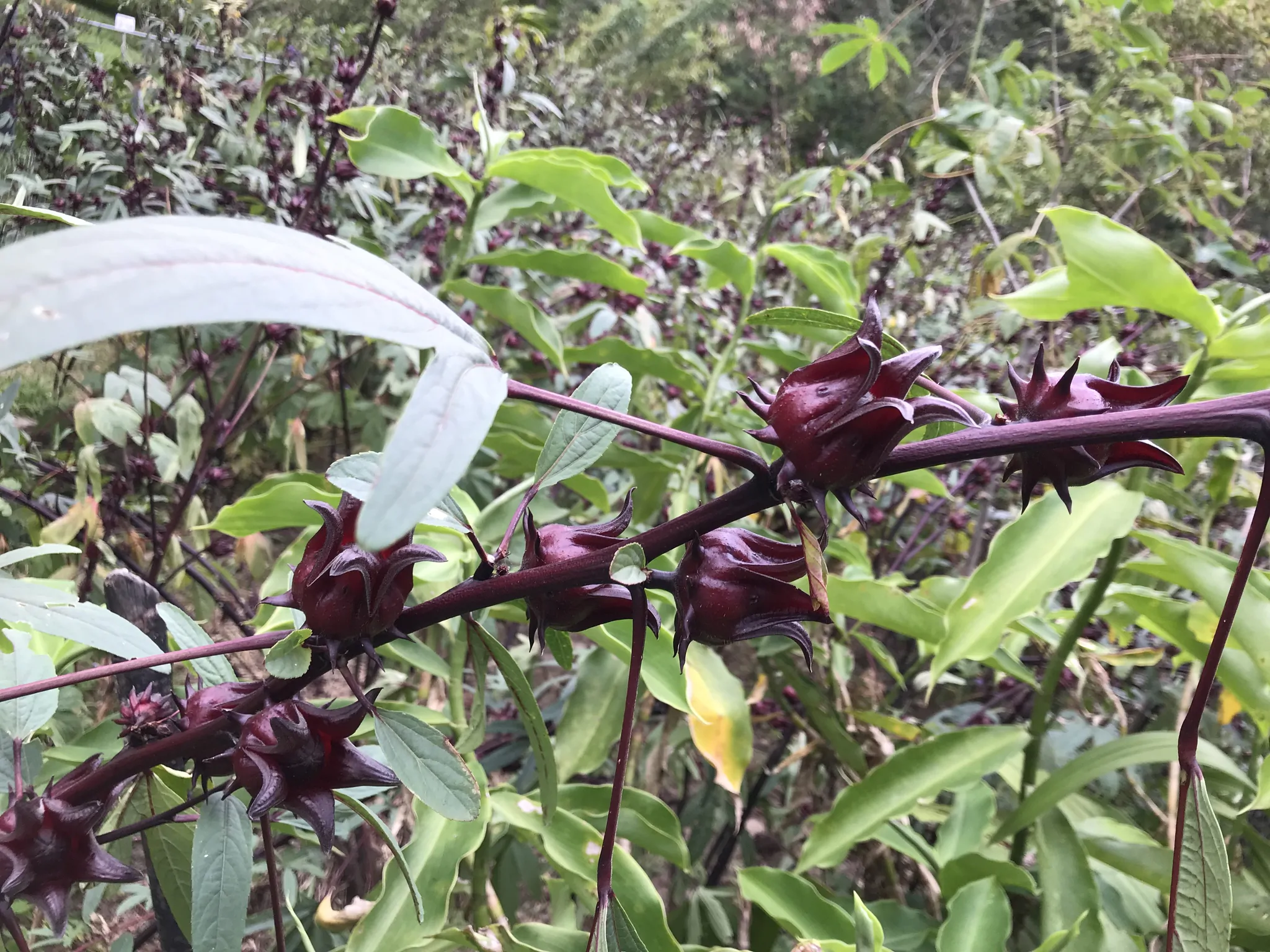 Hibiscus sabdariffa / Sabdariffa rubra / Abelmoschus cruentus - Roselle, Jamaican Sorrel, Florida Cranberry, Indian Roselle, Red Sorrel - Image 14