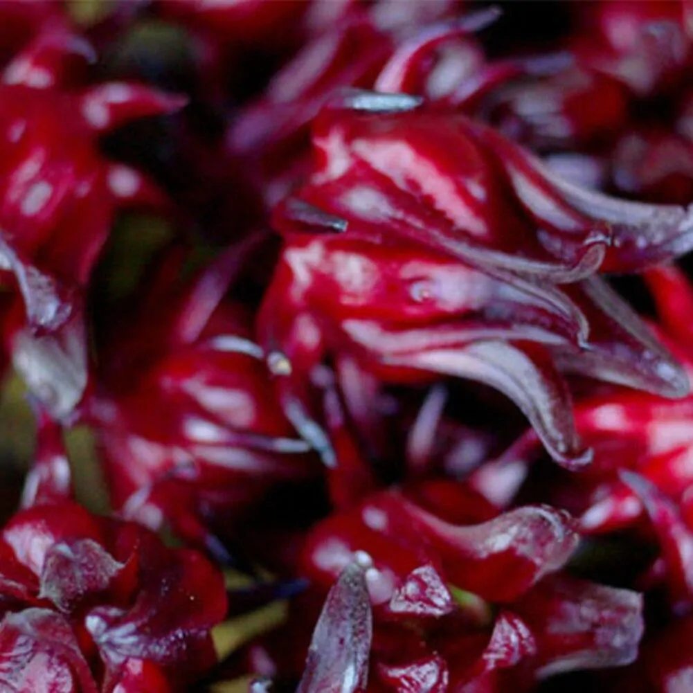 Hibiscus sabdariffa / Sabdariffa rubra / Abelmoschus cruentus - Roselle, Jamaican Sorrel, Florida Cranberry, Indian Roselle, Red Sorrel - Image 17
