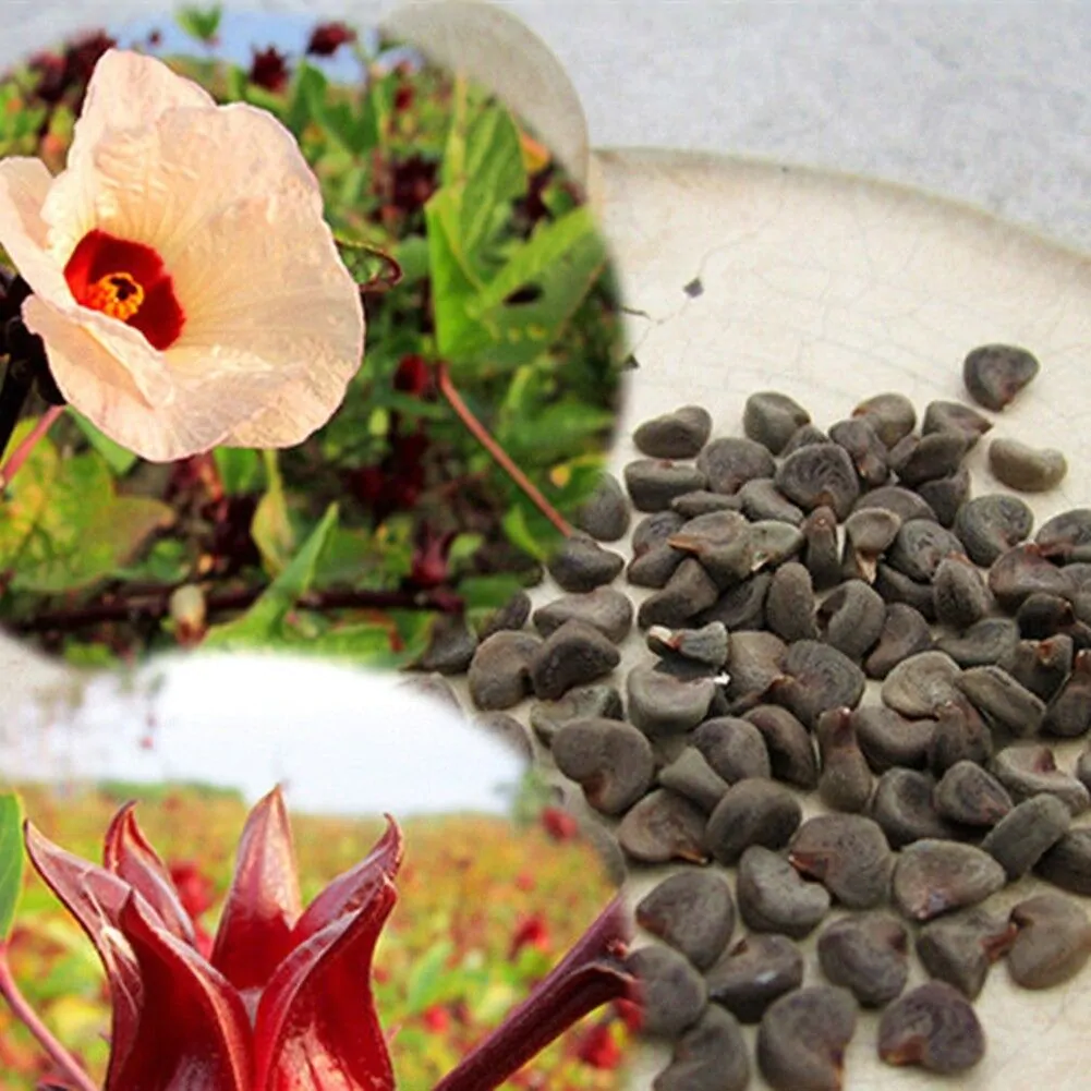 Hibiscus sabdariffa / Sabdariffa rubra / Abelmoschus cruentus - Roselle, Jamaican Sorrel, Florida Cranberry, Indian Roselle, Red Sorrel - Image 21